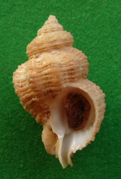 Coralliophila  panormitana